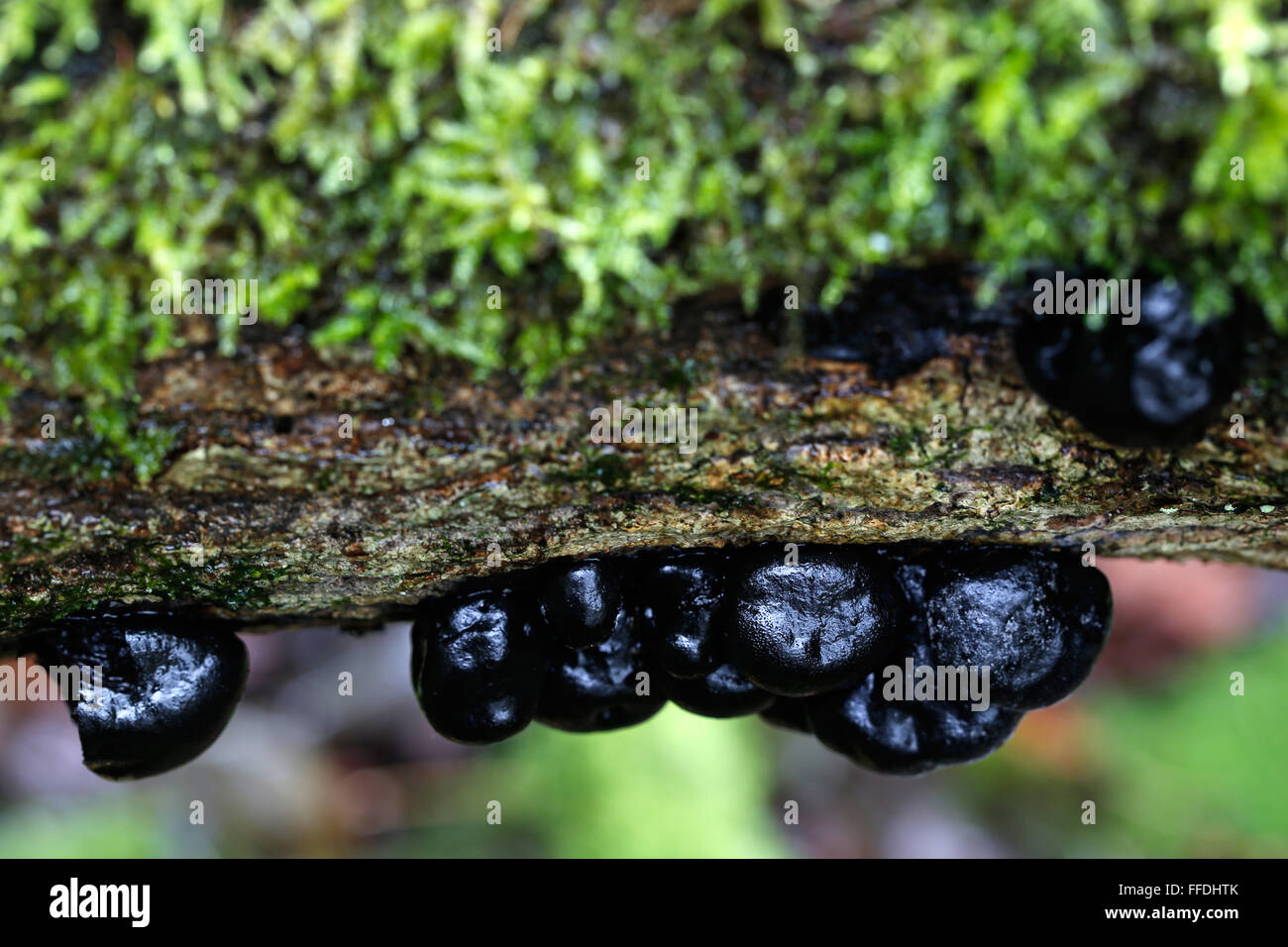 Daldinia concentrica oder König alfreds Kuchen Pilze wachsen auf einem moosbedeckten, verfallenden Baumstamm im Wald. Stockfoto