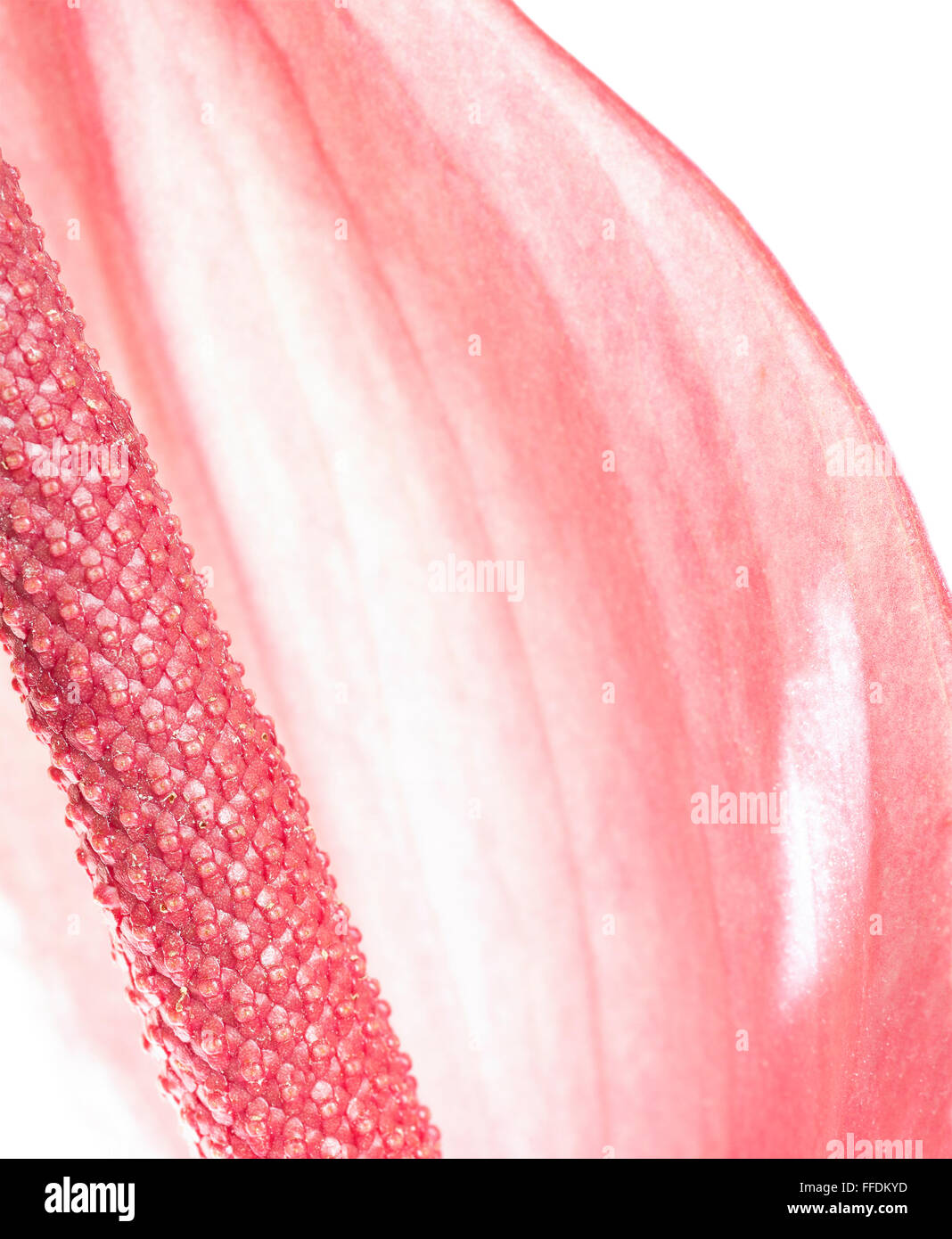 Nahaufnahme von Anthurium Blumen, geringe Schärfentiefe. Stockfoto