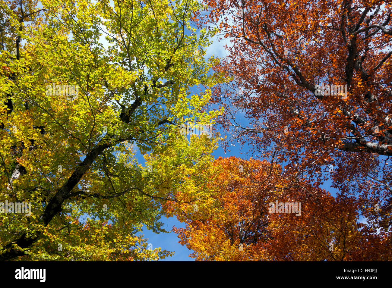Bäume in herbstlichen Farben. Pyrenäen. Spanien Stockfoto