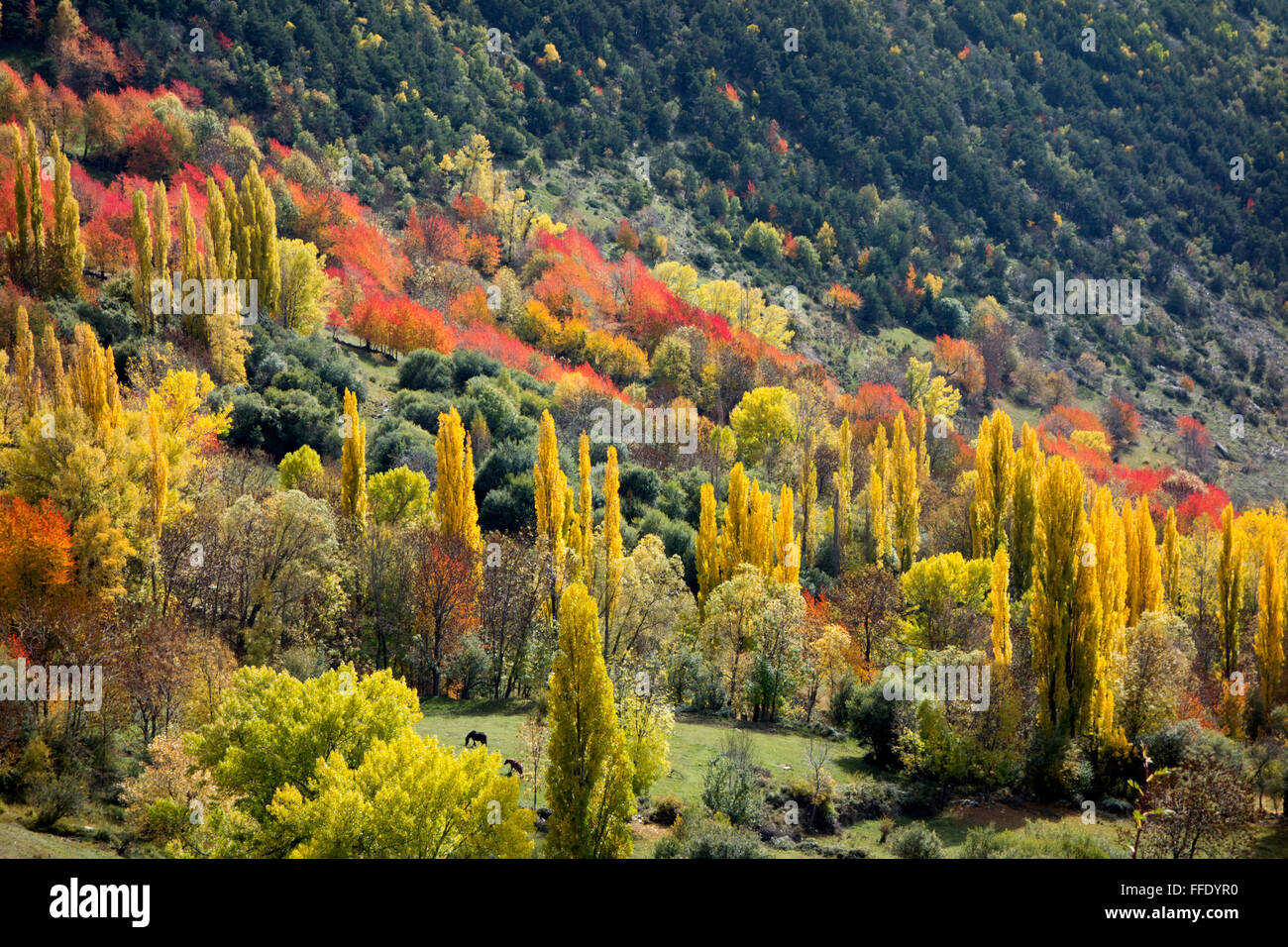 Bäume in herbstlichen Farben. Pyrenäen. Catalunya. Spanien Stockfoto