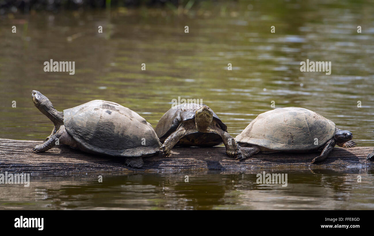 Angulate Tortoise Specie Chersina Angulata Familie der Eischwiele Stockfoto