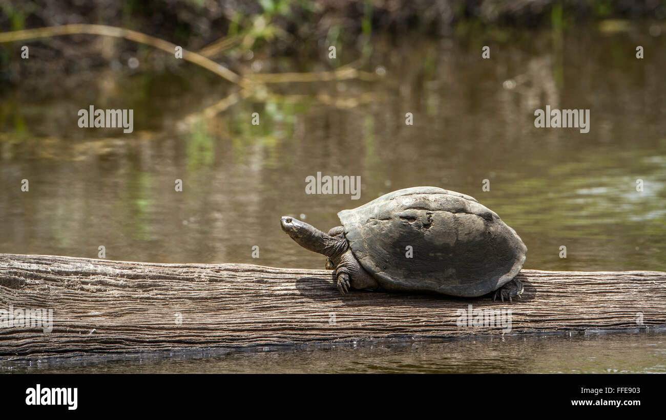 Angulate Tortoise Specie Chersina Angulata Familie der Eischwiele Stockfoto