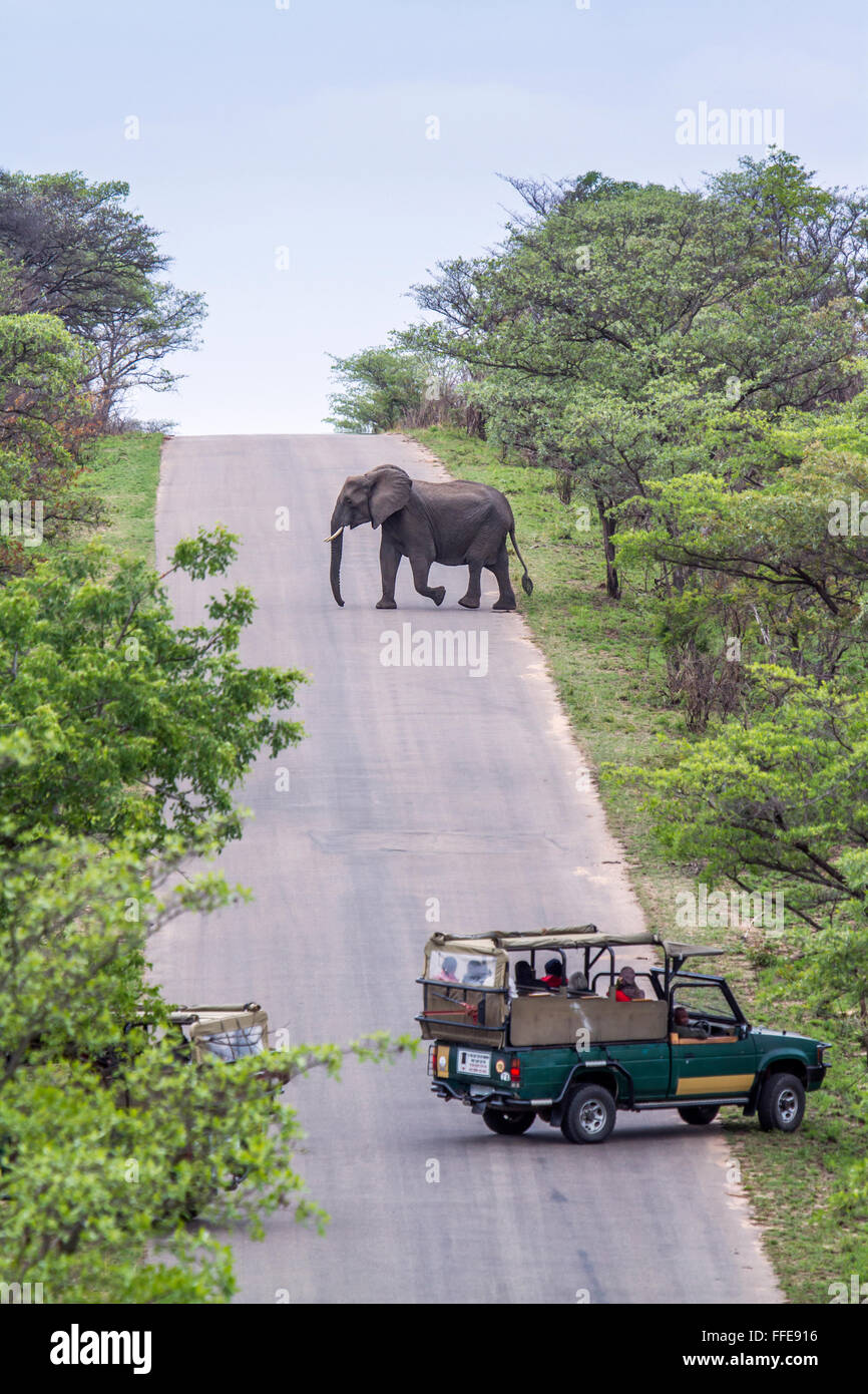 Jeep-Safari beobachten Elefanten im Kruger National Park, Südafrika; Specie Loxodonta Africana Familie Elephantidae Stockfoto