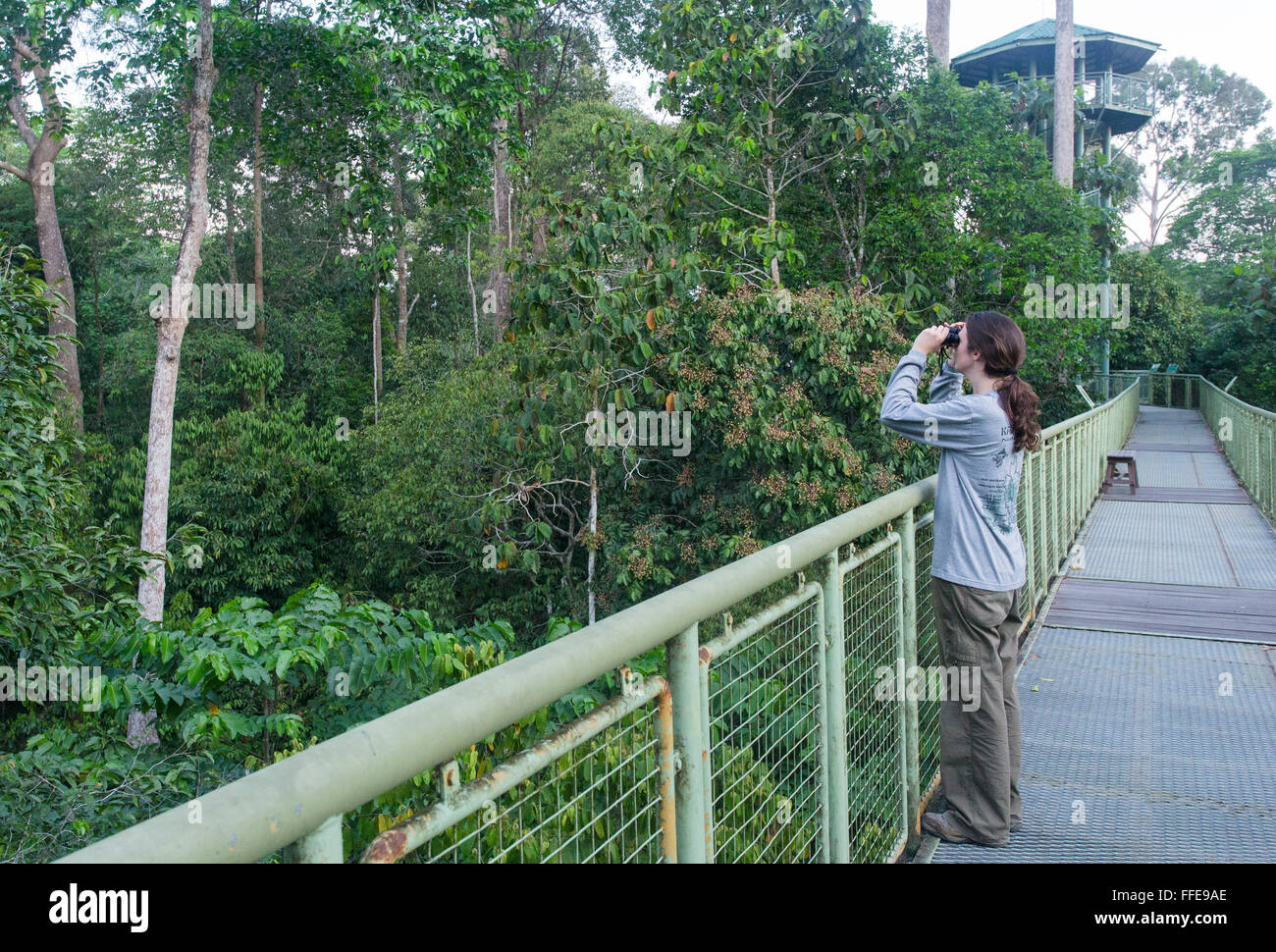 Frau Vogelbeobachtung auf eine überdachunggehweg im Regenwald Discovery Centre in Sepilok, Sabah, Malaysia Stockfoto