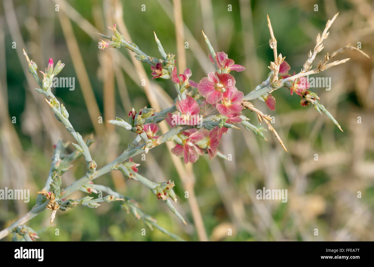 Noaea - Noaea Mucronata Wüste & Buschland Pflanze aus Nahost Stockfoto