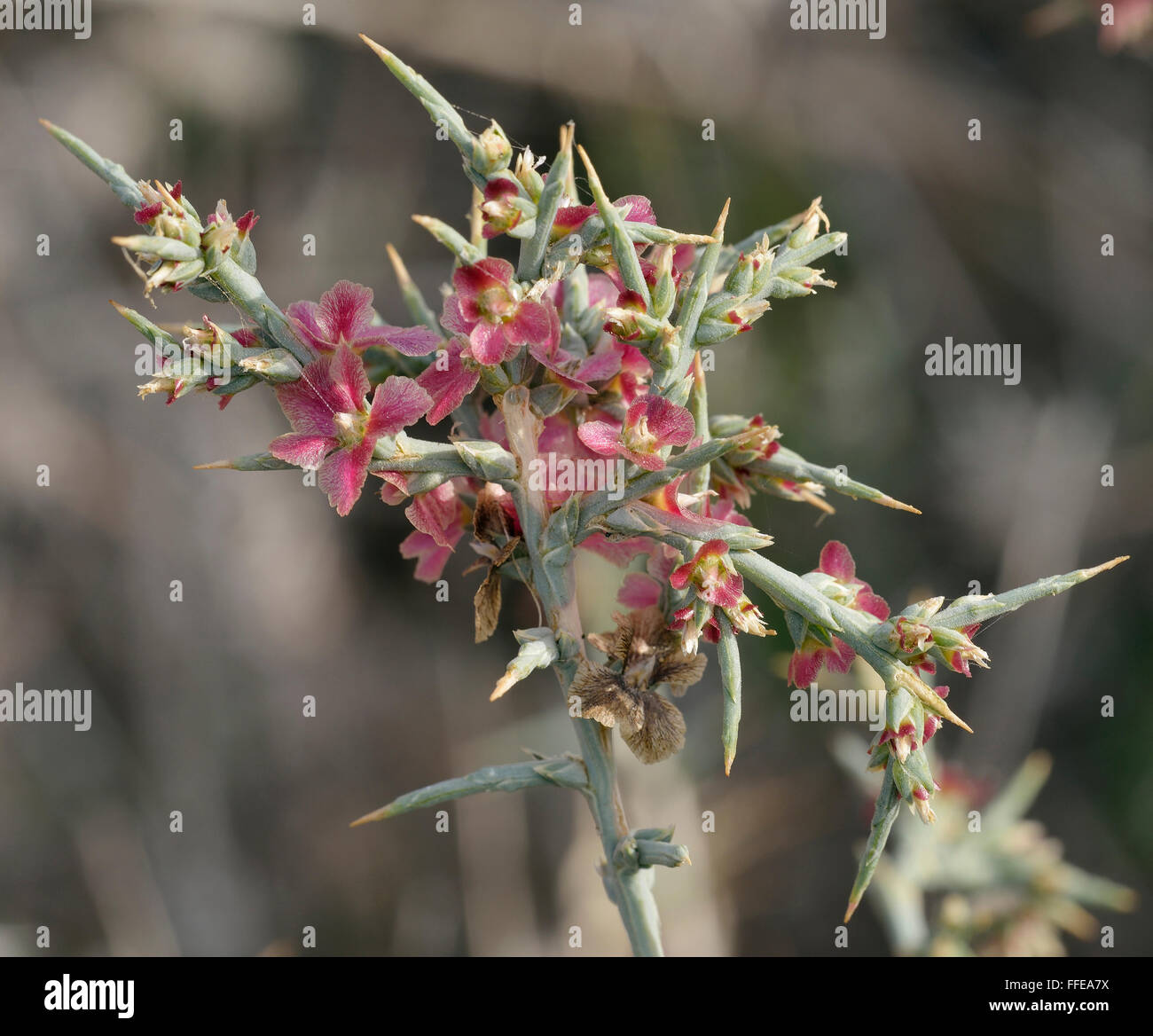 Noaea - Noaea Mucronata Wüste & Buschland Pflanze aus Nahost Stockfoto