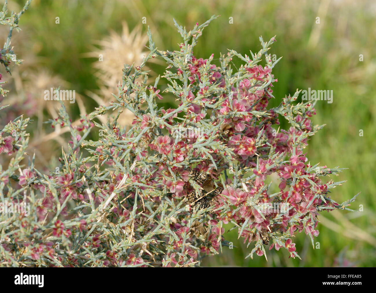 Noaea - Noaea Mucronata Wüste & Buschland Pflanze aus Nahost, Schild Bugs Stockfoto