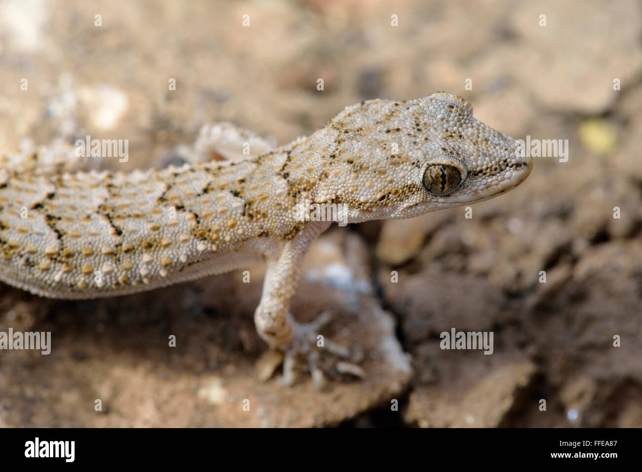 Kotschy der Gecko - Mediodactylus Kotschyi kleines Mittelmeer Reptil Stockfoto