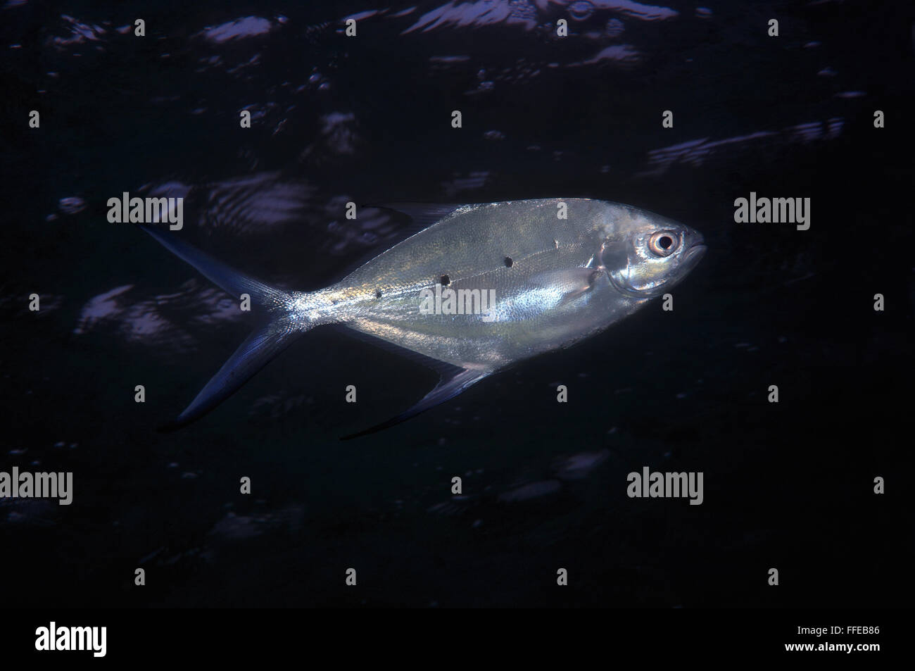 Smallspotted Pfeil, schwarz gefleckten Dart, Silber Pompano, Blackspotted Pompano oder Ladyfish (Trachinotus Baillonii) Stockfoto