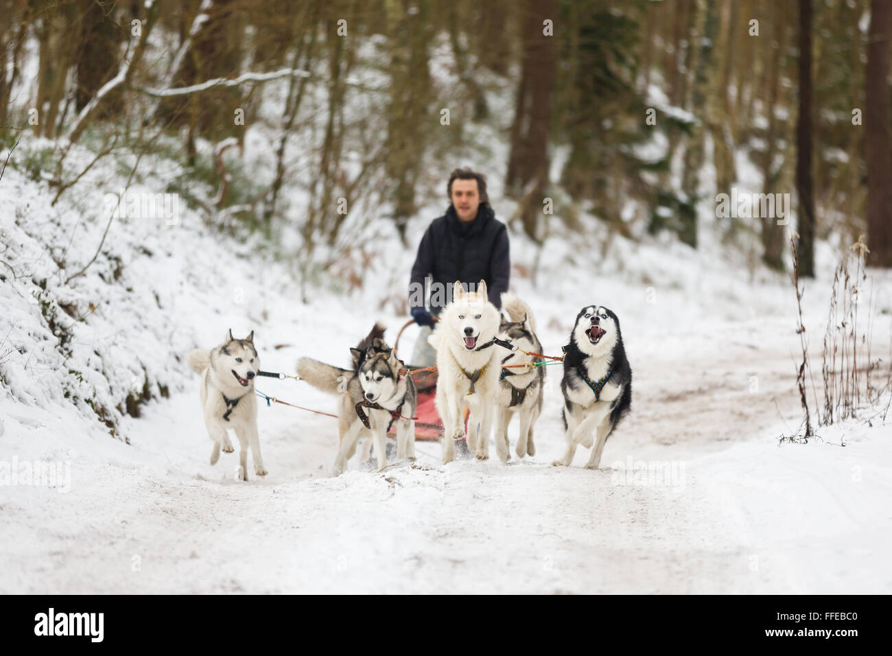 Winter Schlitten Hunderennen Musher und husky Stockfoto