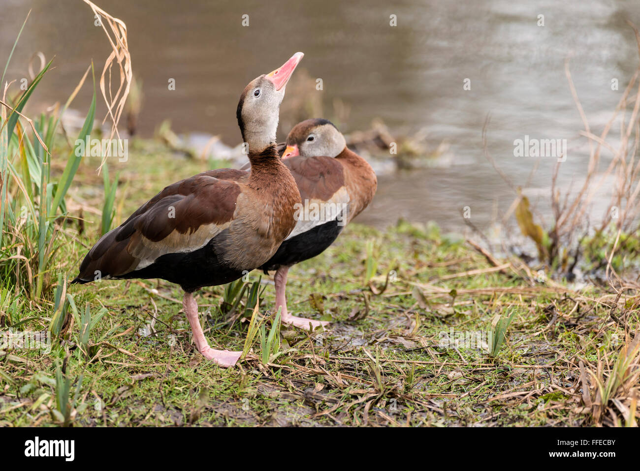 Schönes Porträt von schwarzen bauchige pfeifende Ente in freier Wildbahn Stockfoto