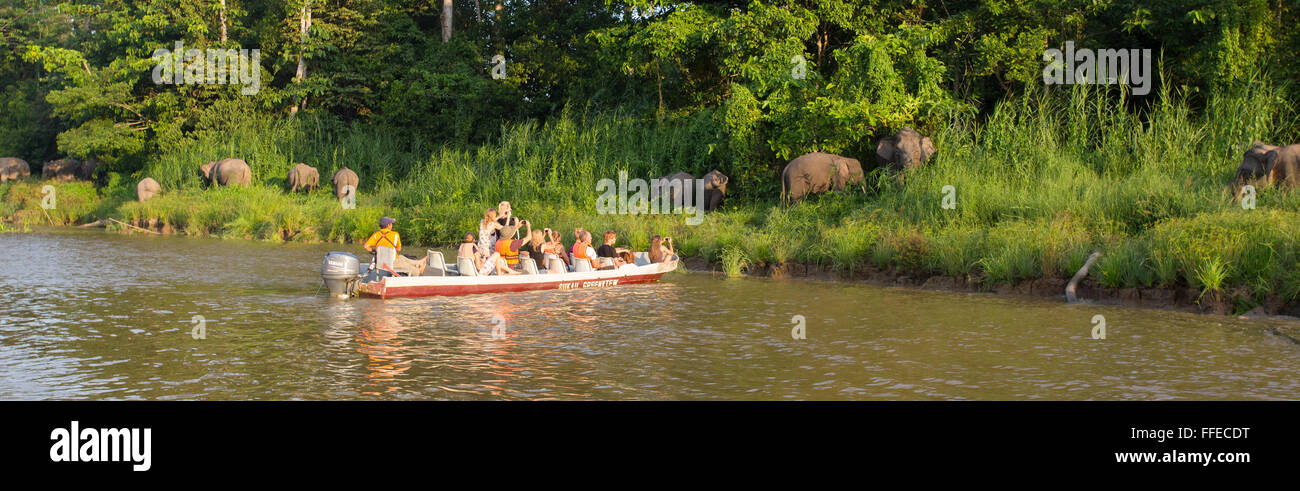 Bornean Pygmy Elefant (Elephas Maximus Borneensis), Kinabatangan Fluss, Sabah, Malaysia Stockfoto