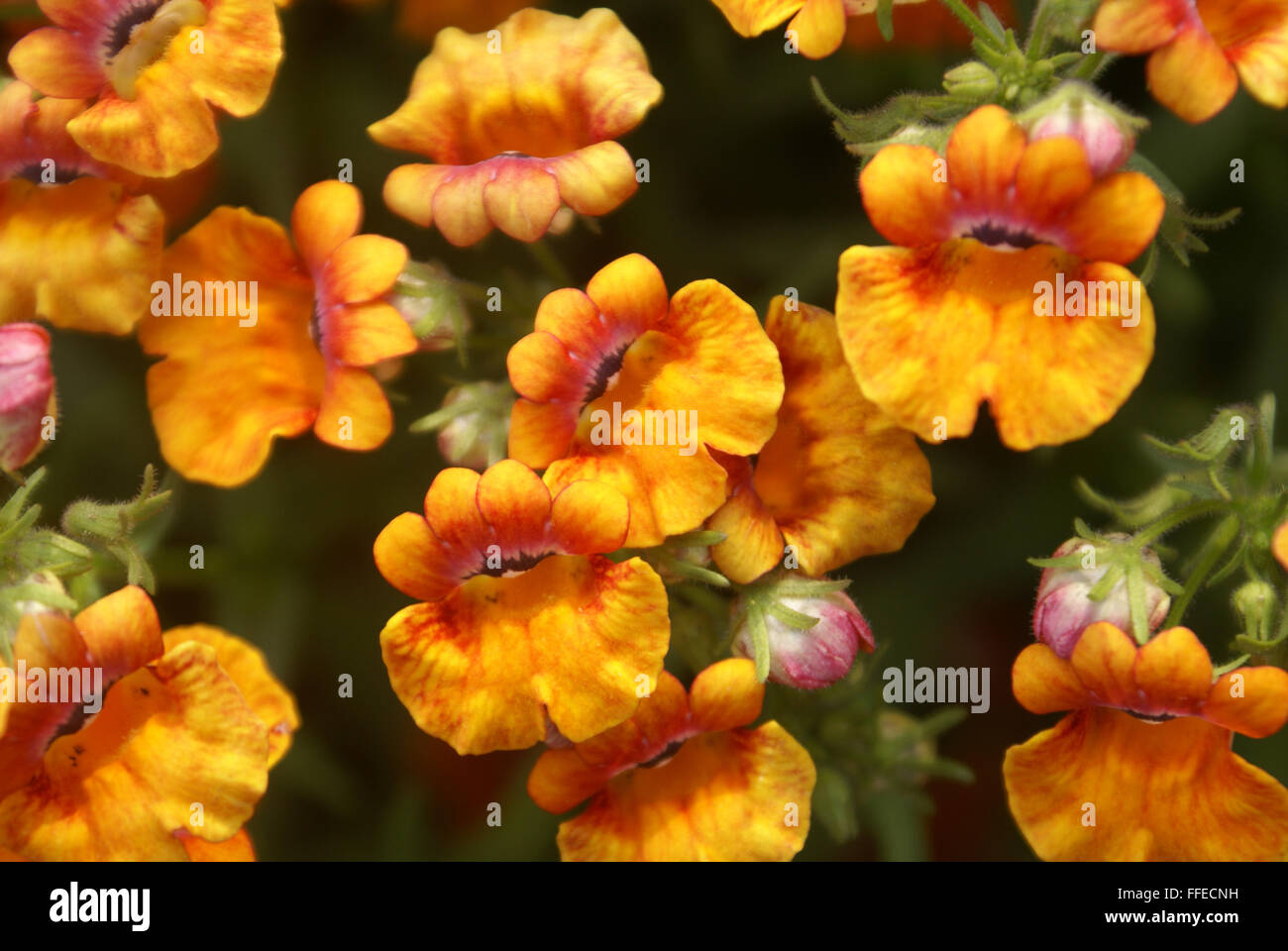 Nemesia Strumosa, Cape-Juwelen, einjähriges ornamentalen Kraut mit linearen Blättern und zwei Lippen gelb bis orange Blüten in Büscheln Stockfoto