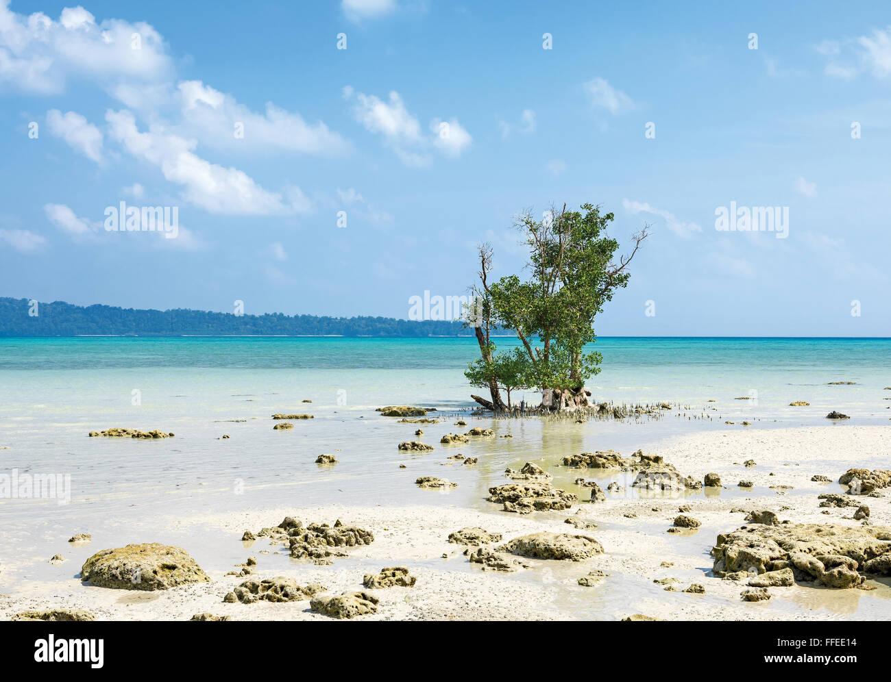 Mangroven-Baum an Vijay Nagar Beach, Havelock Island, Andamanen, Indien Stockfoto