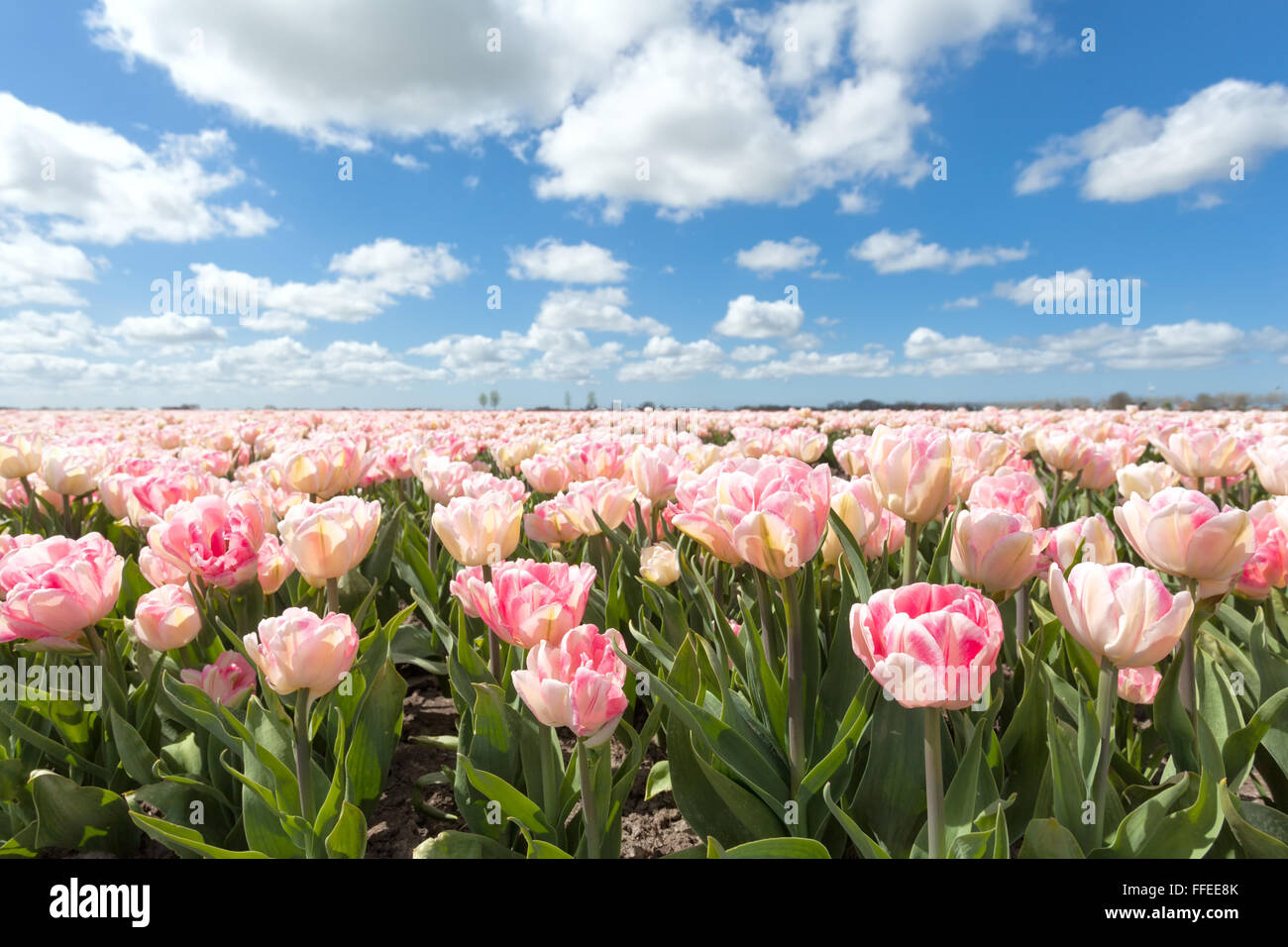 schöne rosa Tulpenfeld in sonnigen Tag, Nordholland, Niederlande Stockfoto