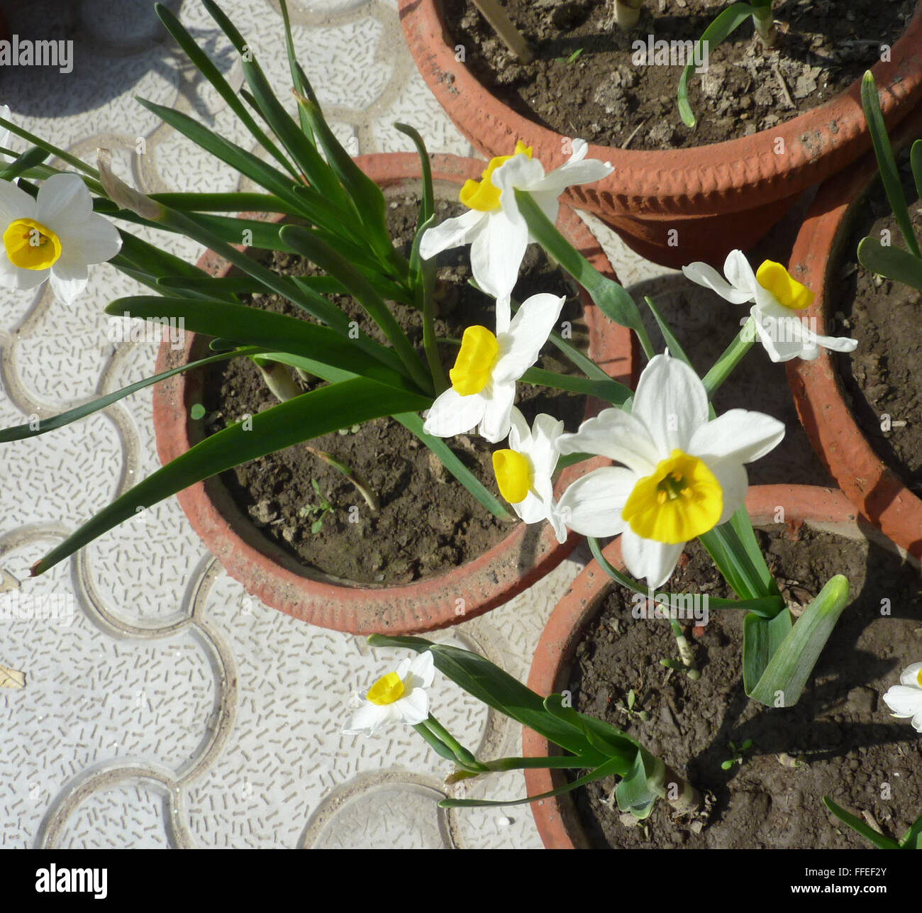 Narcissus Tazetta, Haufen blühenden Narzissen, bauchige mehrjährige Zierpflanzen Kraut mit weiße Blume mit kleinen gelben Korona Stockfoto