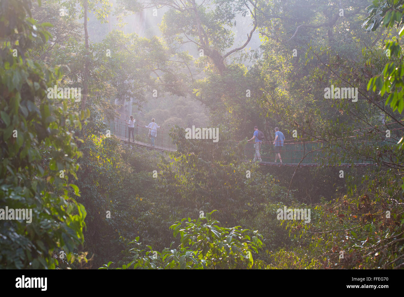Touristen auf einem überdachunggehweg im Danum Valley, Sabah, Malaysia Stockfoto