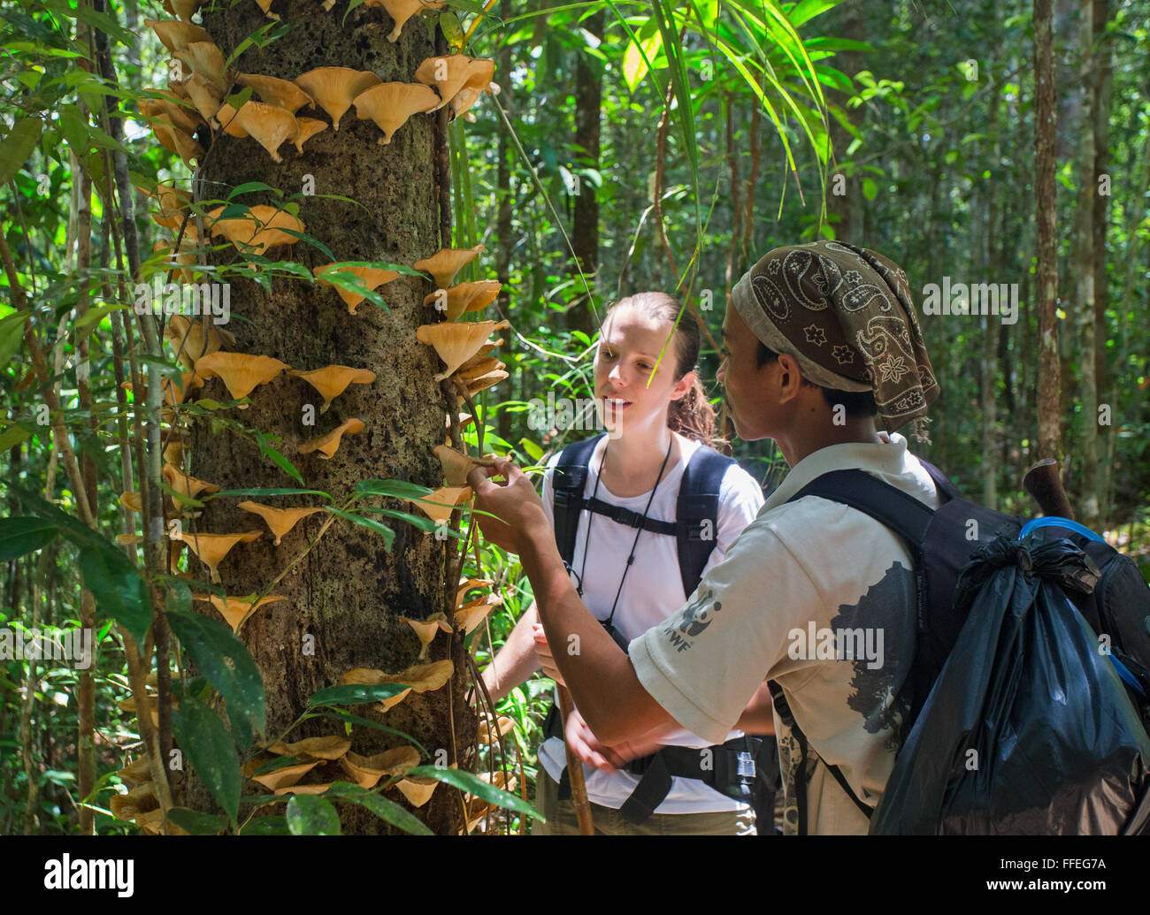 Reiseführer und touristische Blick auf Regenwald Pilze in Maliau Basin, Sabah Stockfoto