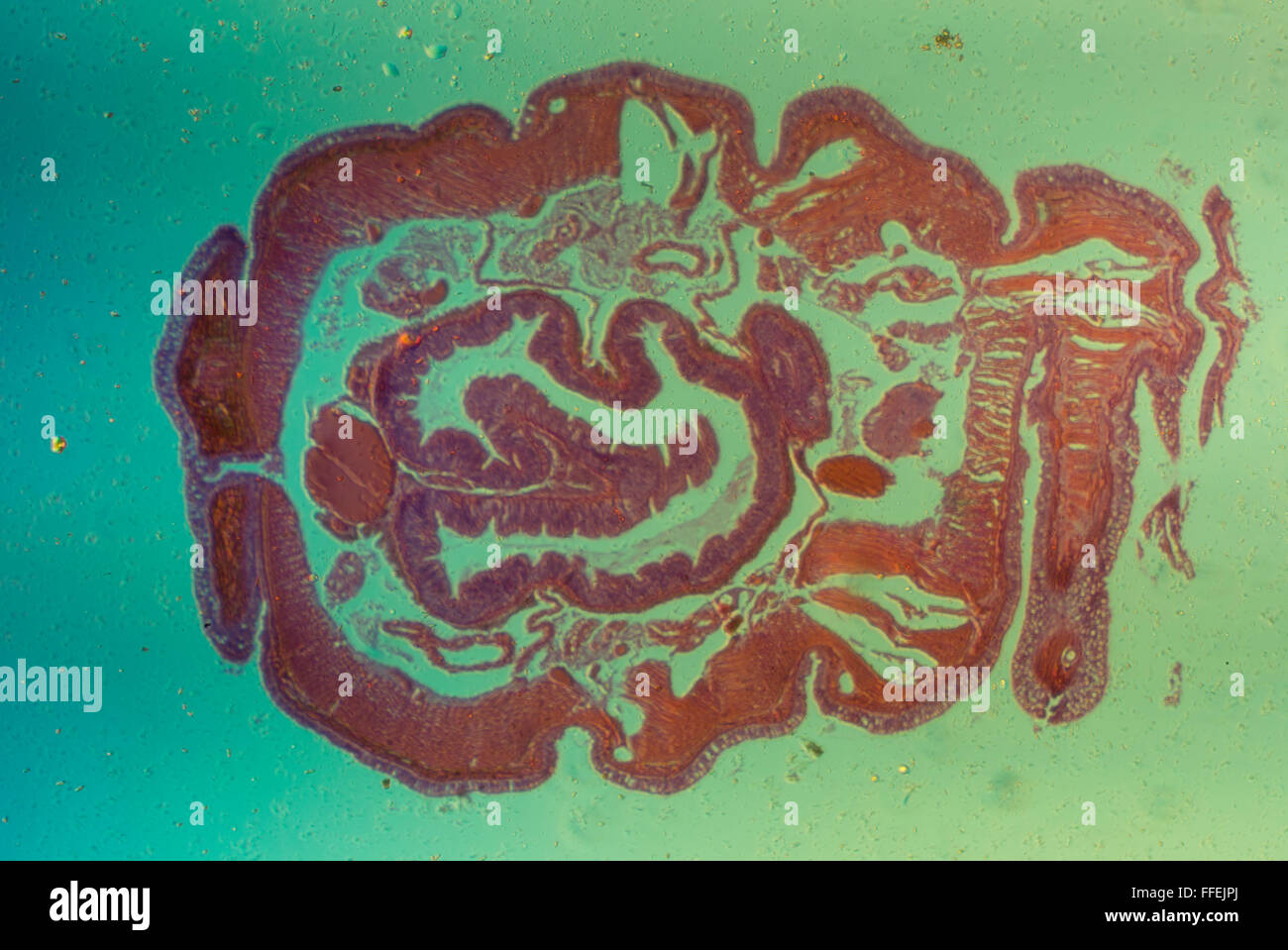 Mikroskopische Bild Regenwurm Stockfoto