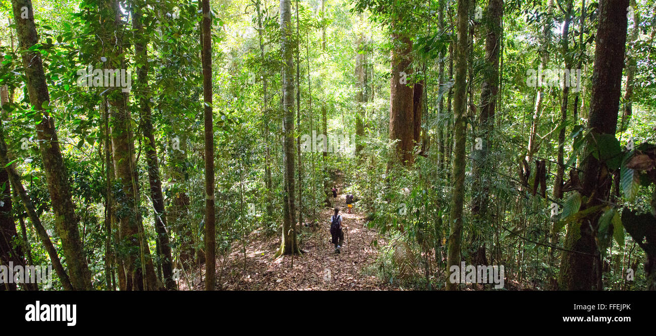 Frau, Wandern im Regenwald in Maliau Basin, Sabah, Malaysia Stockfoto