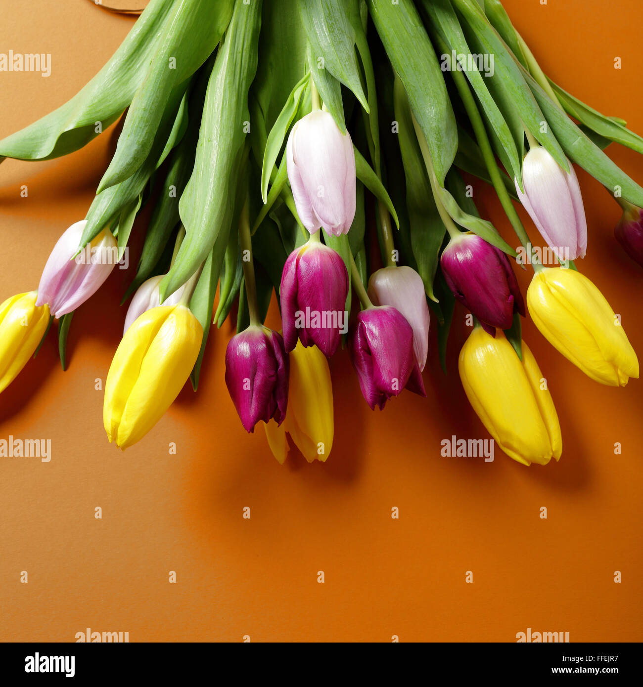 frischer Frühlingsstrauß Tulpen Stockfoto