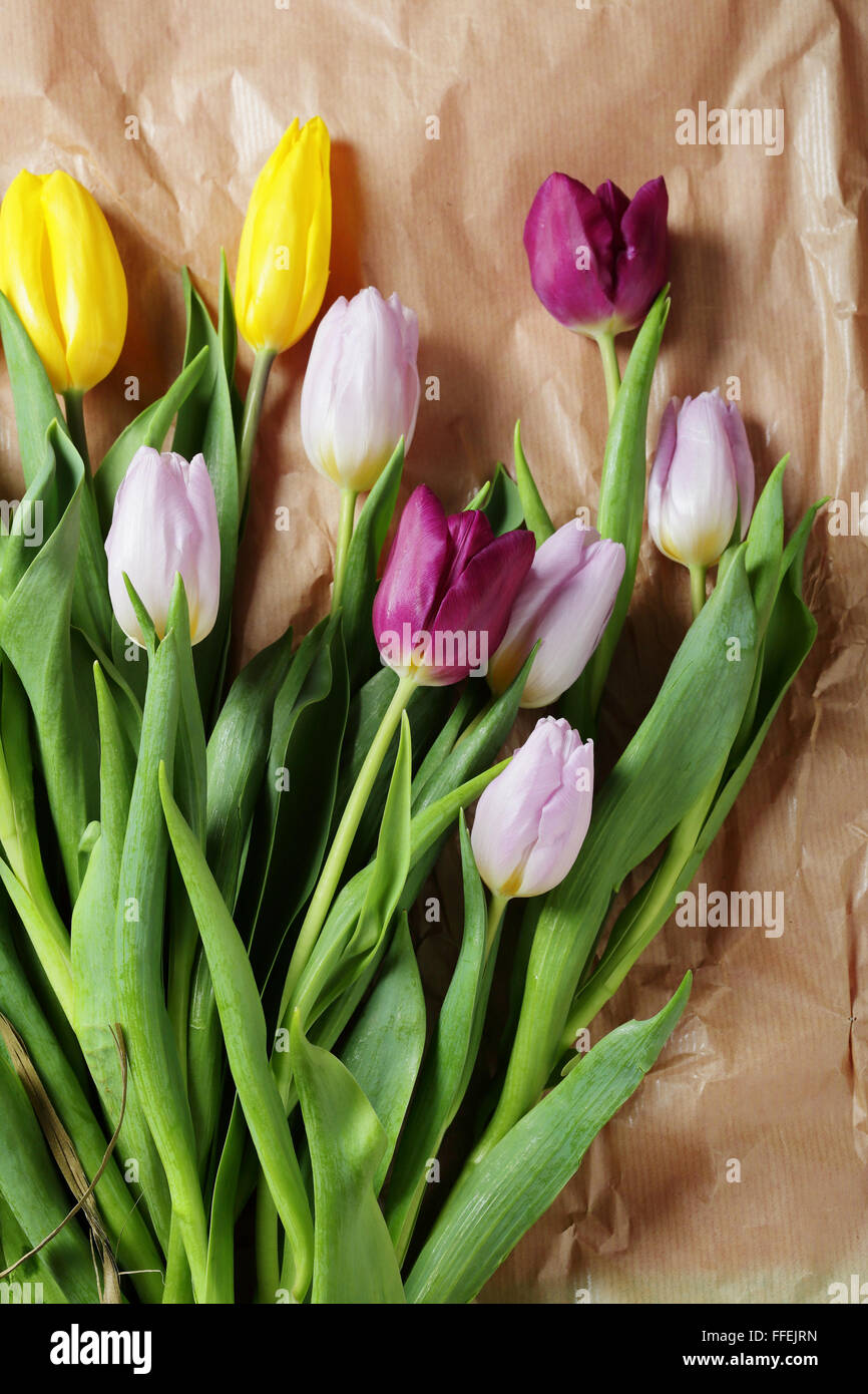 Tulpen auf Papier, Blumen Draufsicht Stockfoto