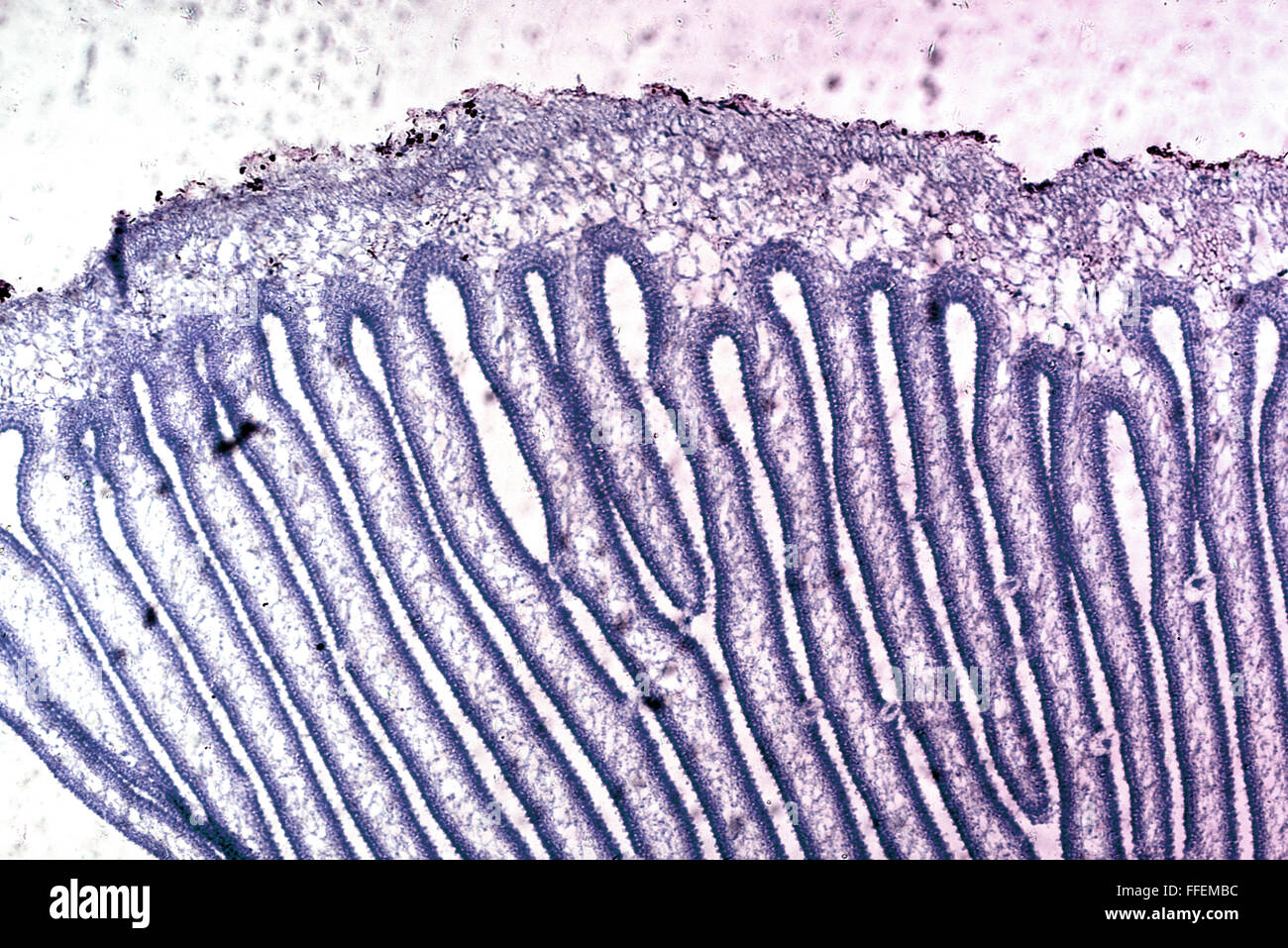 Mikroskopische Bild Stockfoto