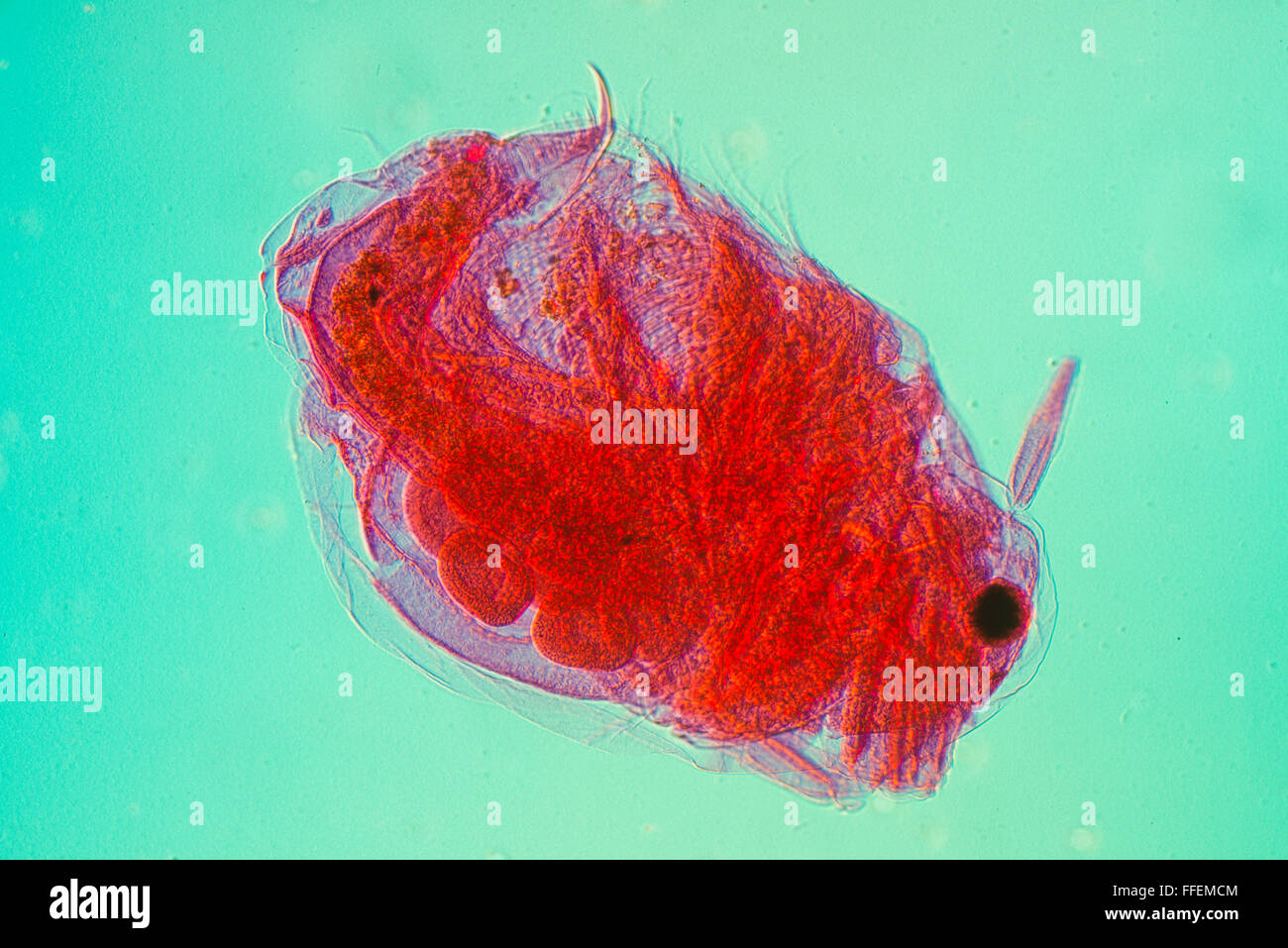 Mikroskopische Bild krill Stockfoto