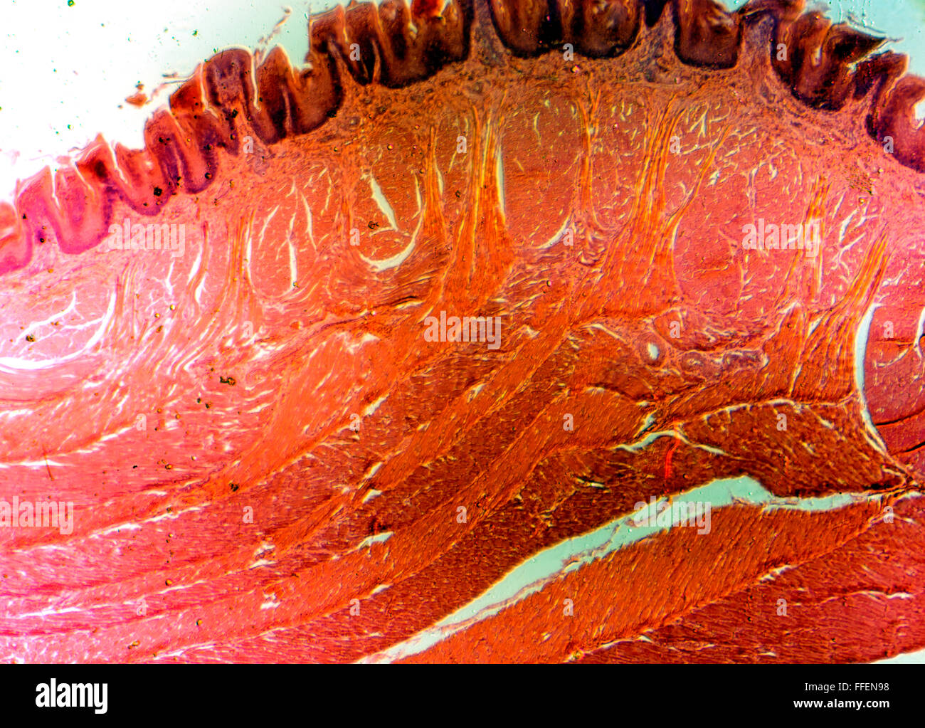 Mikroskopische Bild Stockfoto