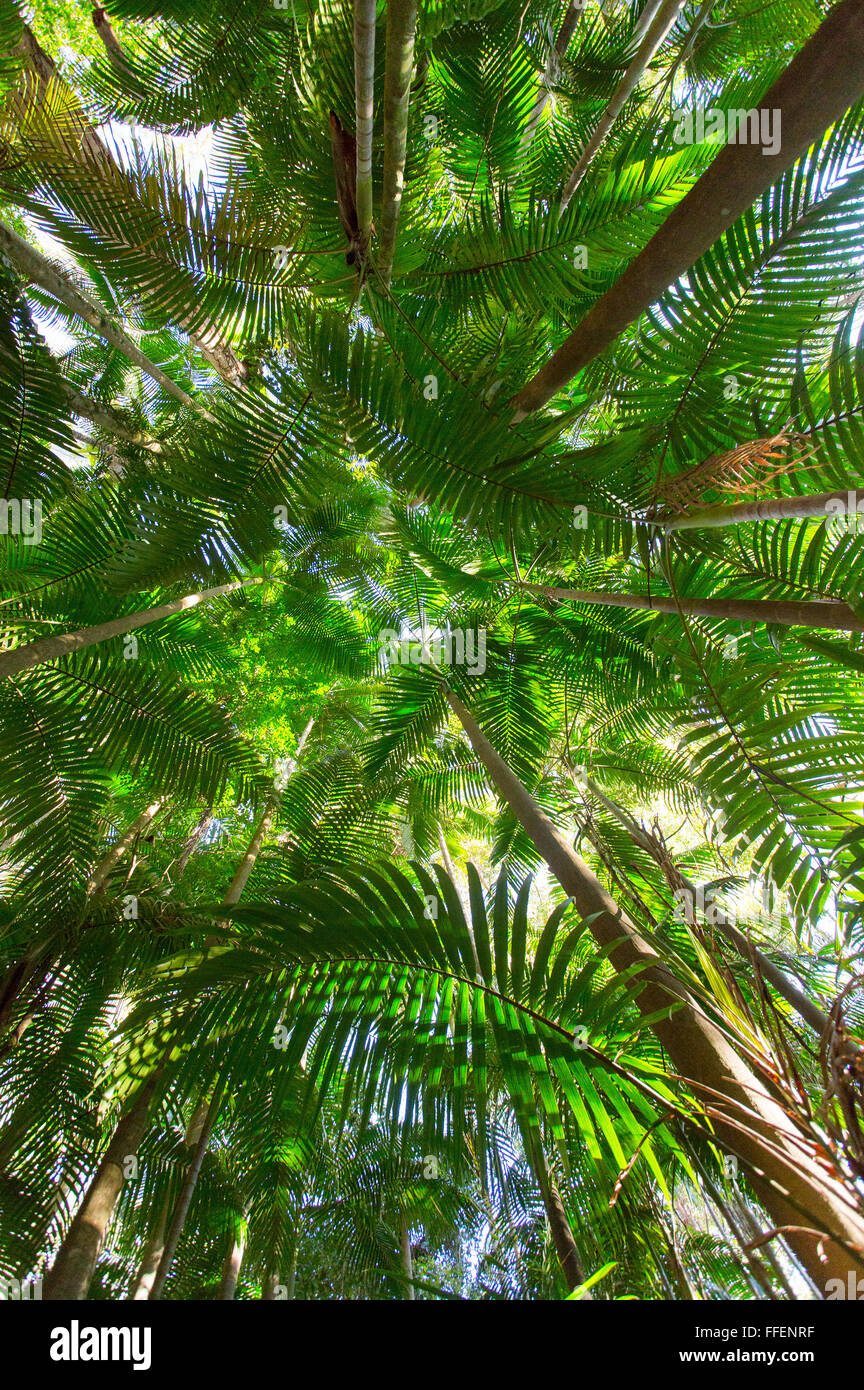 Palmen in üppigen subtropischen Regenwald, Schlummertrunk National Park, NSW, Australien Stockfoto