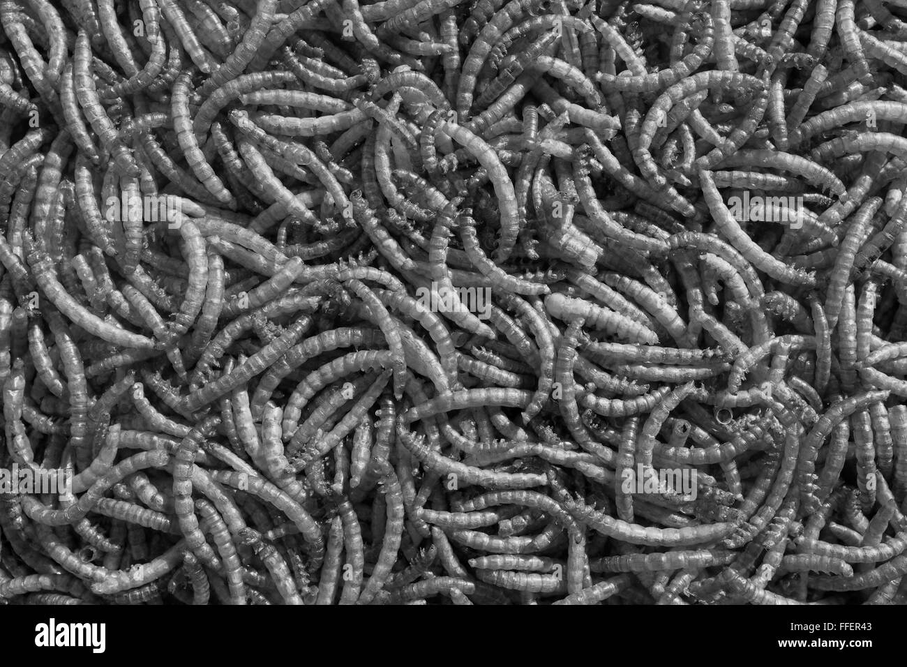 Meal worms Schwarzweiß-Stockfotos und -bilder - Alamy