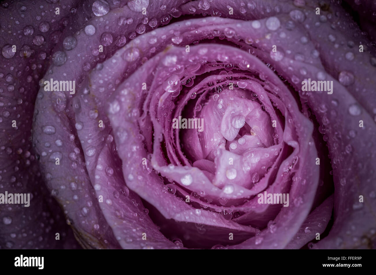 Makro/Nahaufnahme einer Rose mit Wassertropfen. Stockfoto