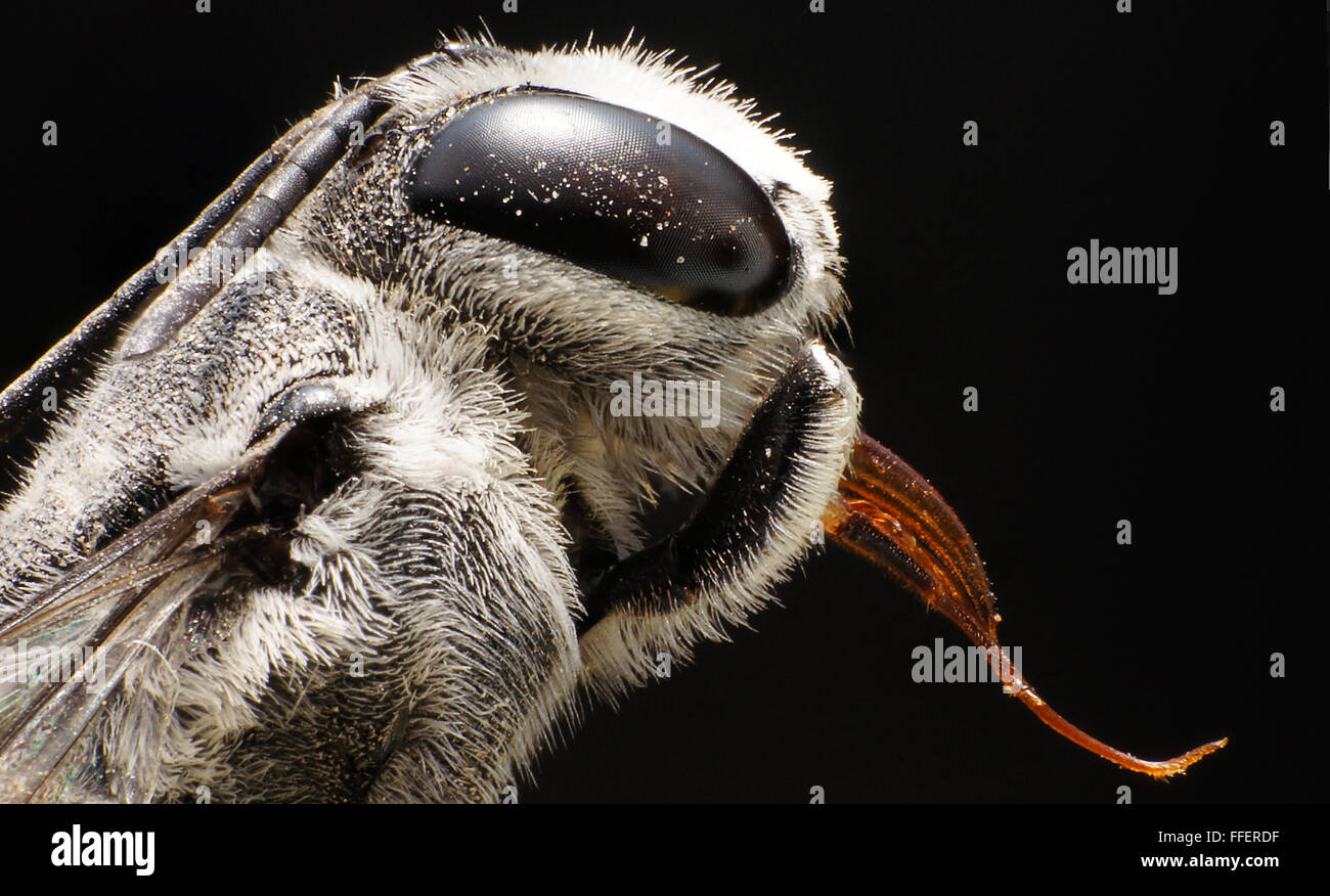 Ultra-Makro-Bild einer verstorbenen Biene Stockfoto
