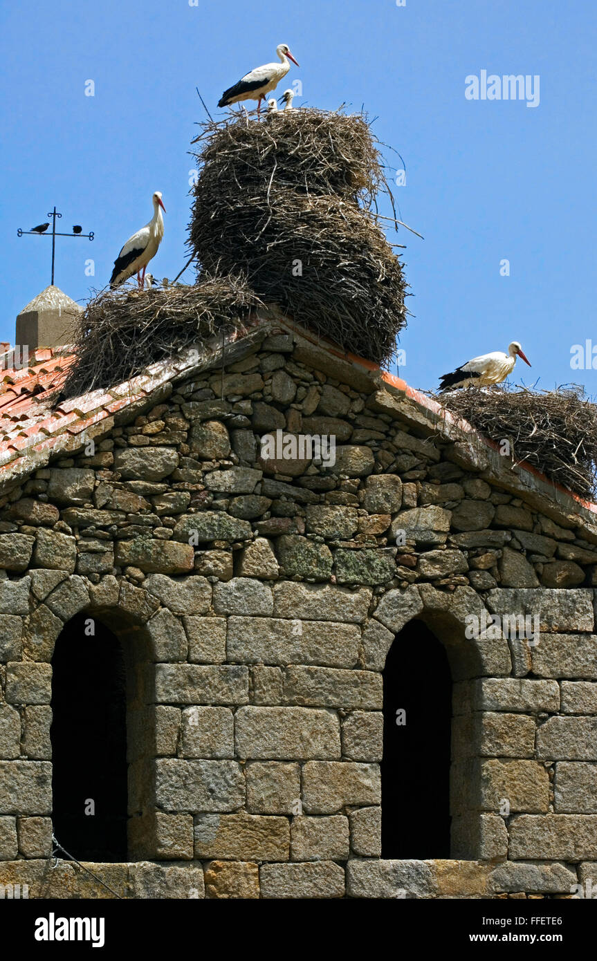 Weißstörche (Ciconia Ciconia) mit Küken in großen Nestern am Dach der alten Kirche im Dorf, Spanien Stockfoto