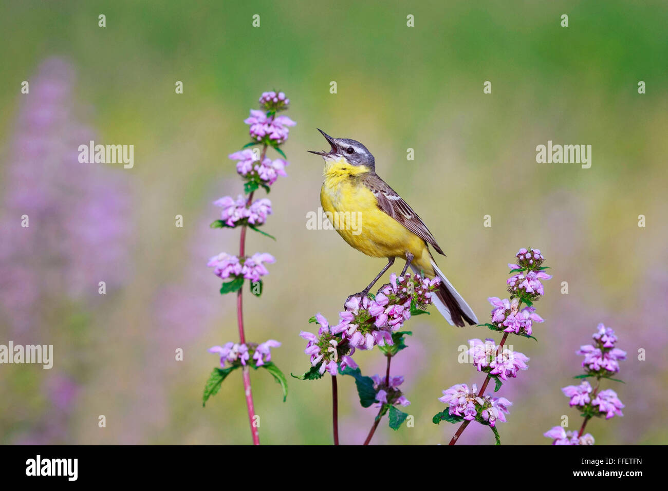 der männliche Vogel singt die Schafstelze Förderung weiblichen Sommer rosa blühende Wiese Wiese Wiese bunte Frühlingsblumen Stockfoto