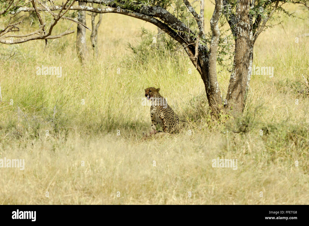 Gepard unter einem Baum in der Serengeti Stockfoto