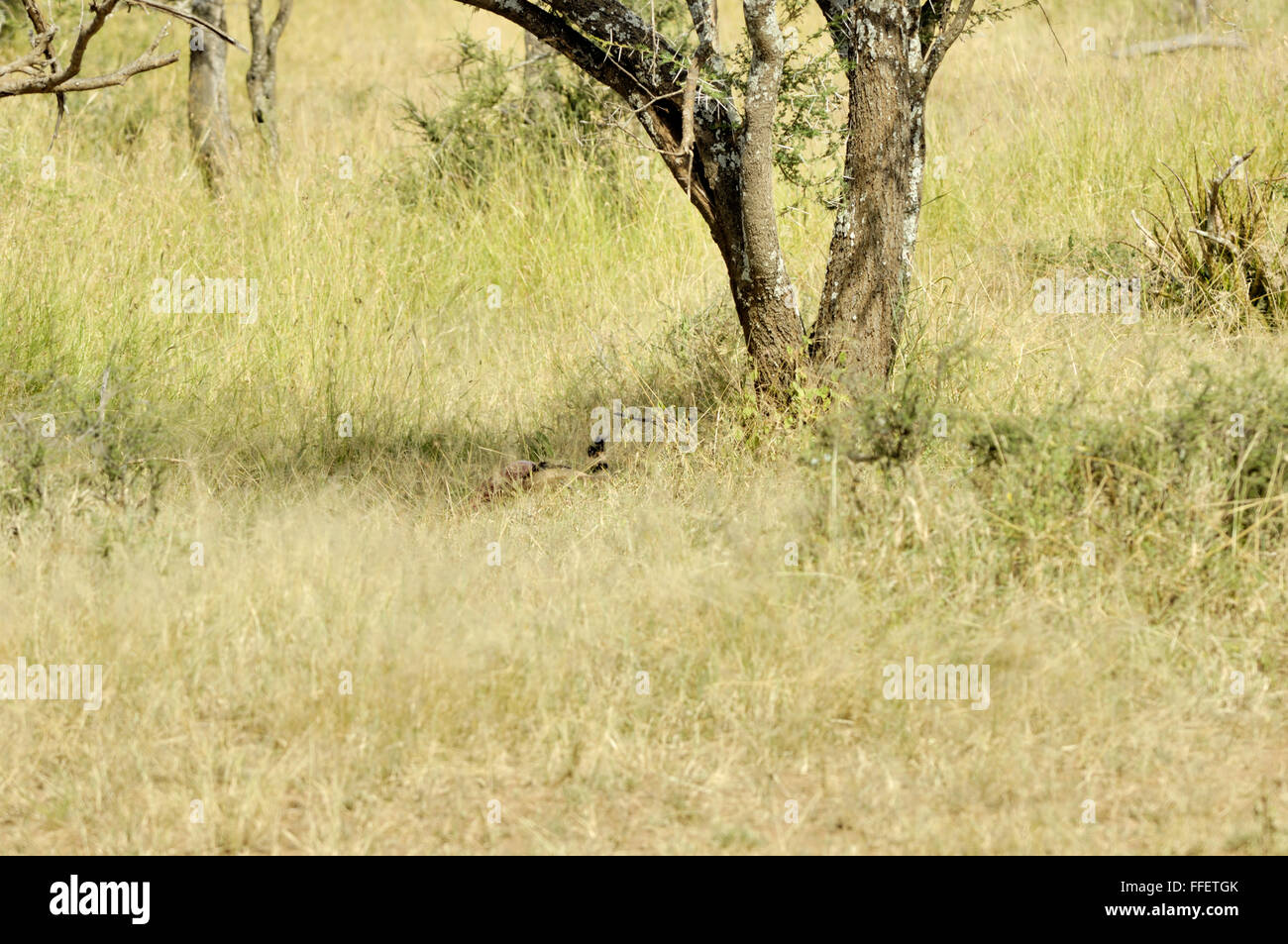 Gepard liegend unter einem Baum in der Serengeti Stockfoto