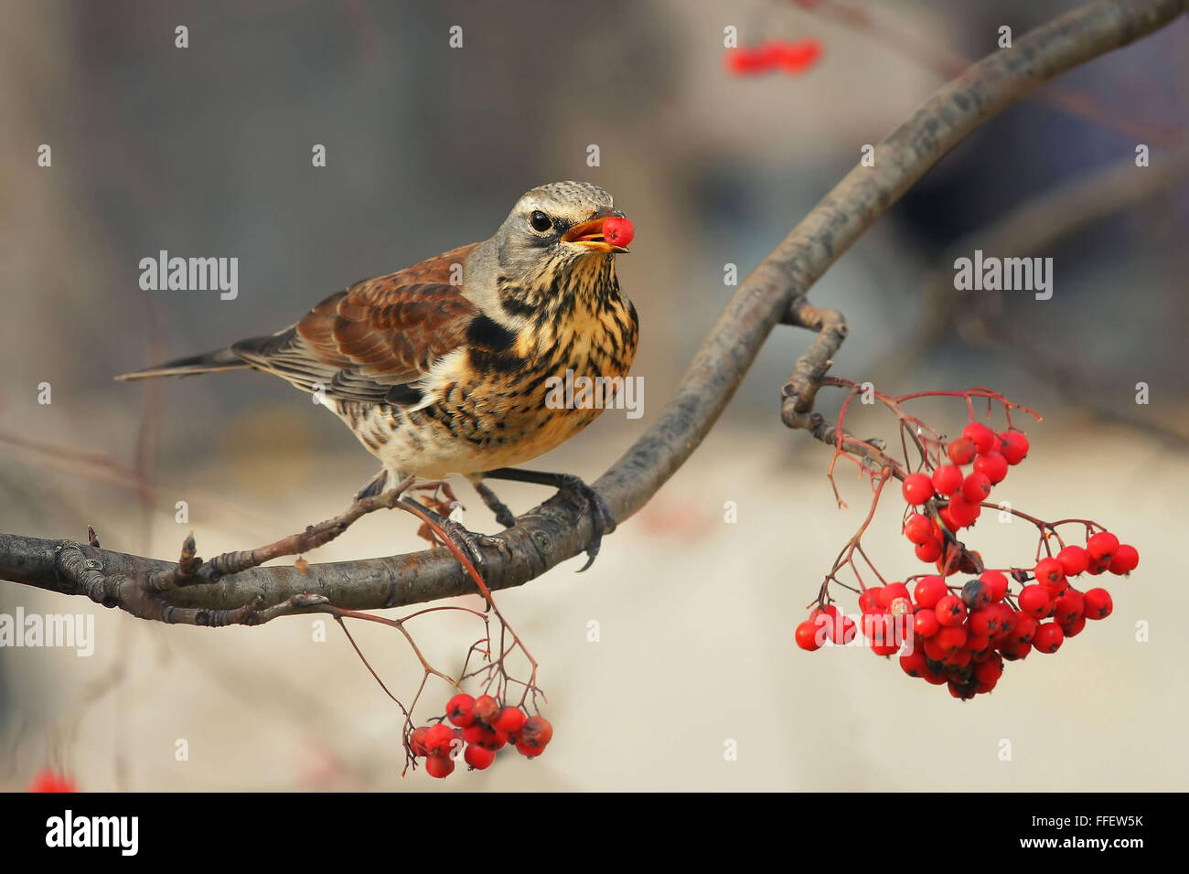 Bunter Herbst Soor Vogelfutter isst saftige rote Beeren Rowan Haufen Park Herbst Baum Zweig braune Tiere Natur winter ansehen Stockfoto