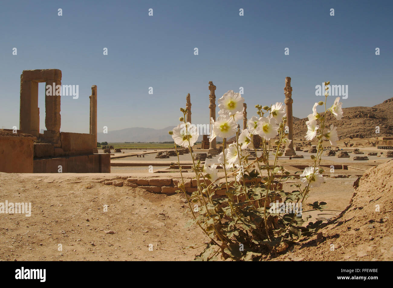Weiße Malva infront von den Ruinen von Persepolis, Spalten der Apadana Palast im Hintergrund, Iran Stockfoto