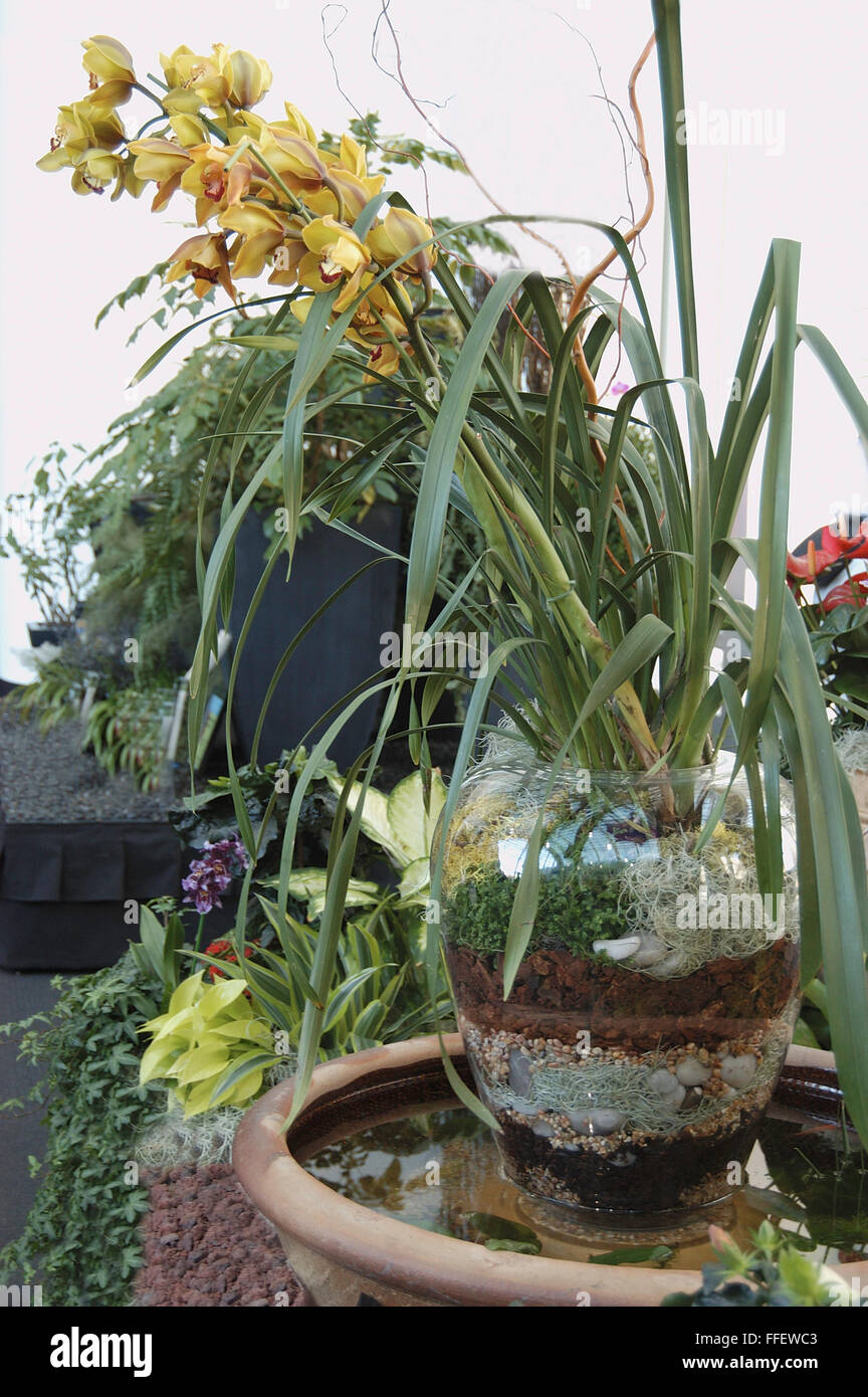 Orchidee in geschichteten container Stockfoto
