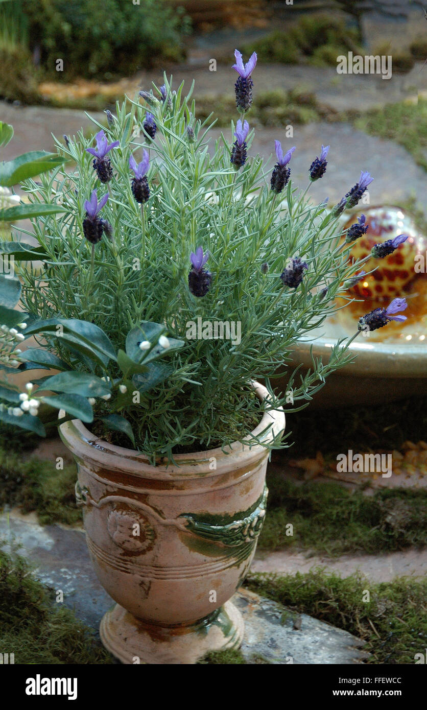 Französischer Lavendel (Lavandula Stoechas) in Terracotta Pflanzgefäß Stockfoto
