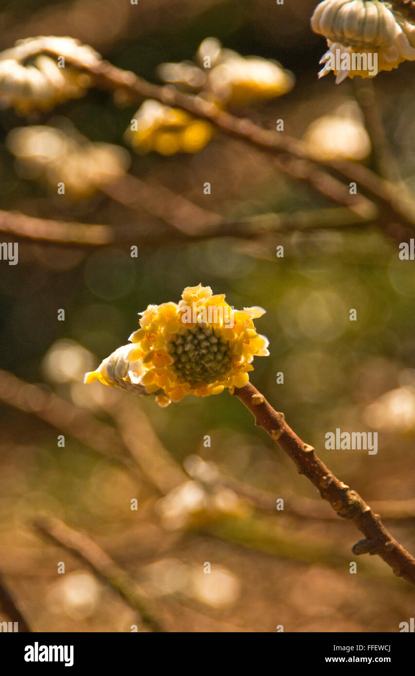 Papierfabrik, Edgeworthia Chrysantha Goldrausch Stockfoto