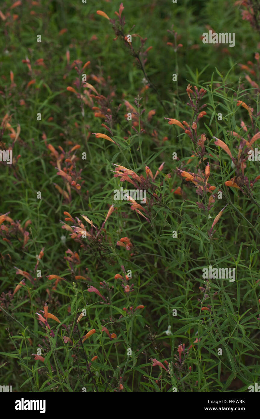 Wildform rupestis Stockfoto