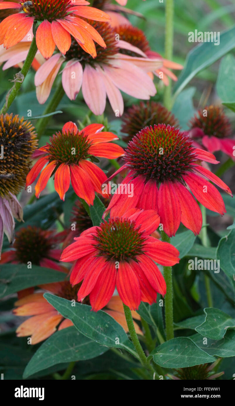 Echinacea-warme Farbtöne, Stockfoto