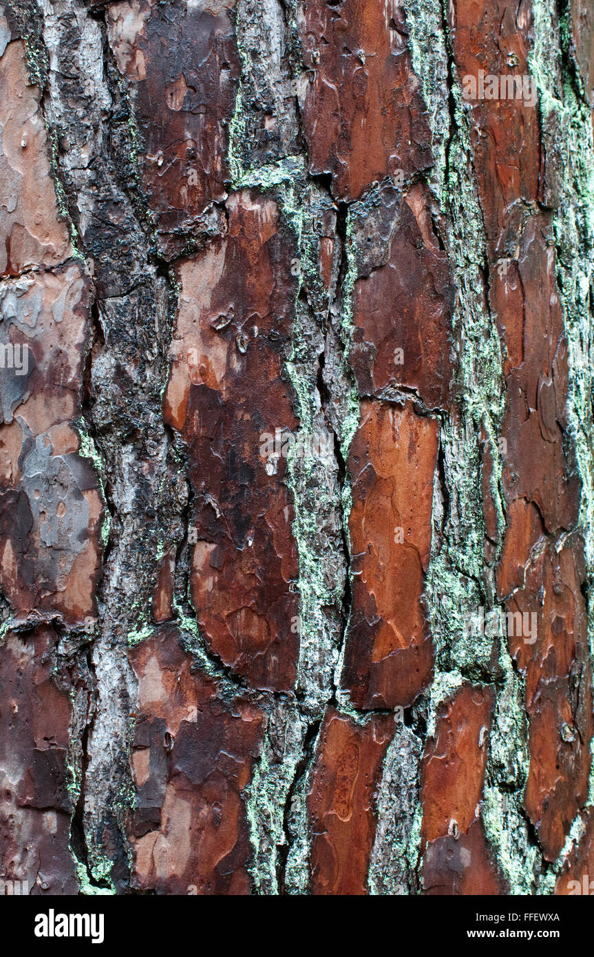 Pinus Elliotii, Slash Kiefer, Rinde Stockfoto