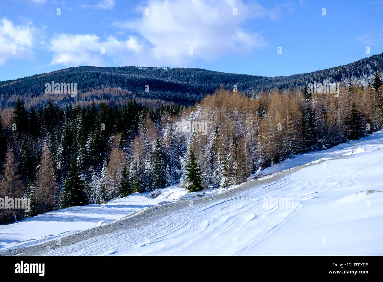 Schneebedeckte Hügel und Kiefernwald in Siebenbürgen Stockfoto