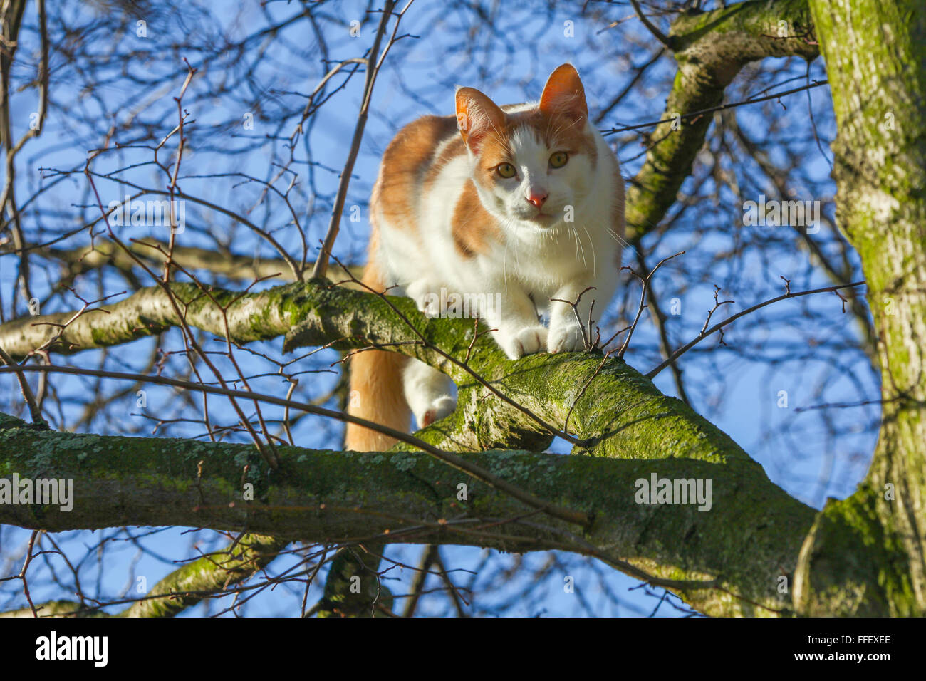 Eine Katze Hat Neun Leben Fotos Und Bildmaterial In Hoher Aufl sung eine-katze-hat-neun-leben-fotos-und-bildmaterial-in-hoher-aufl-sung