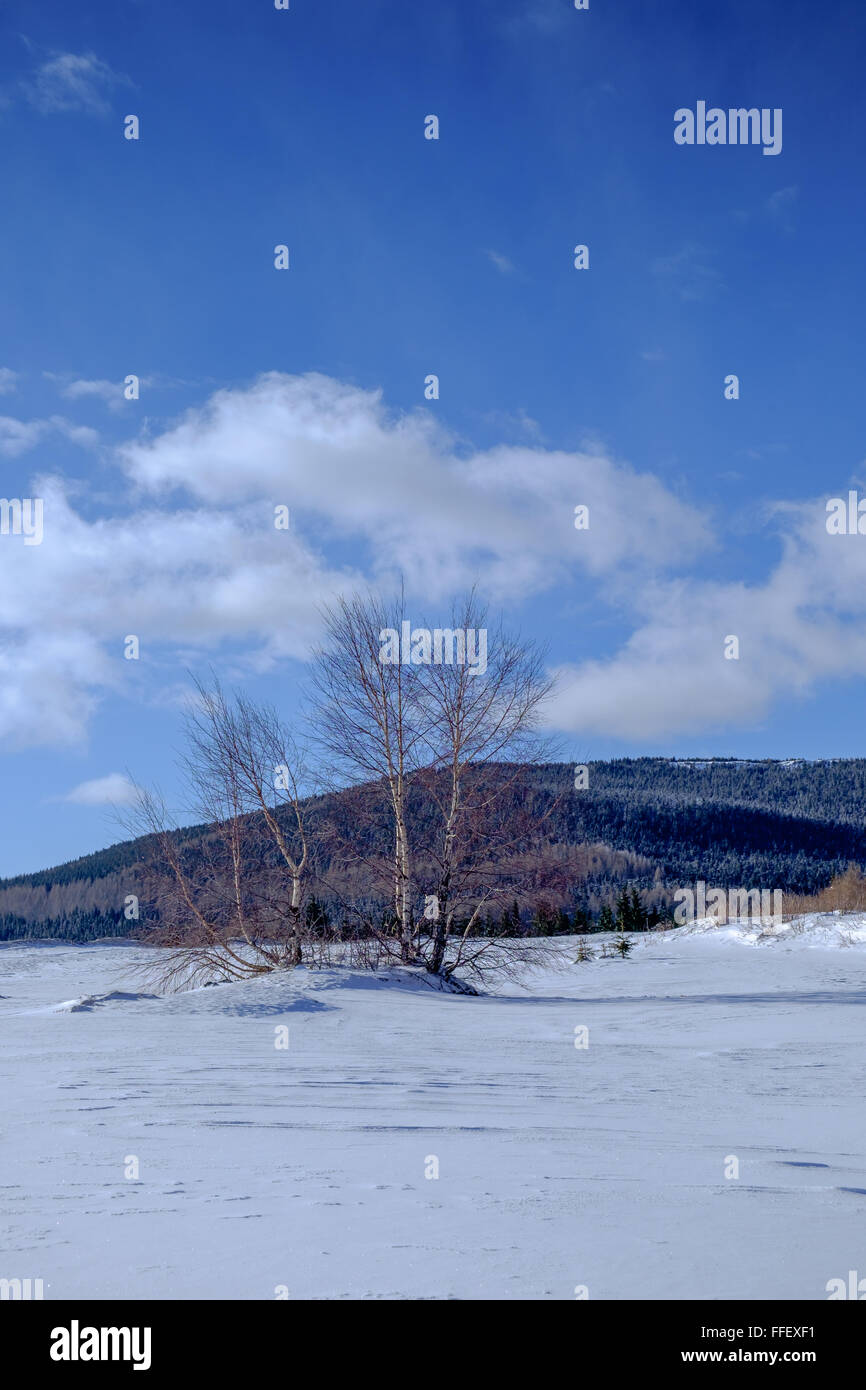 Winterlandschaft mit Schnee, Baum, Pint Wald, blauer Himmel, Berge Stockfoto