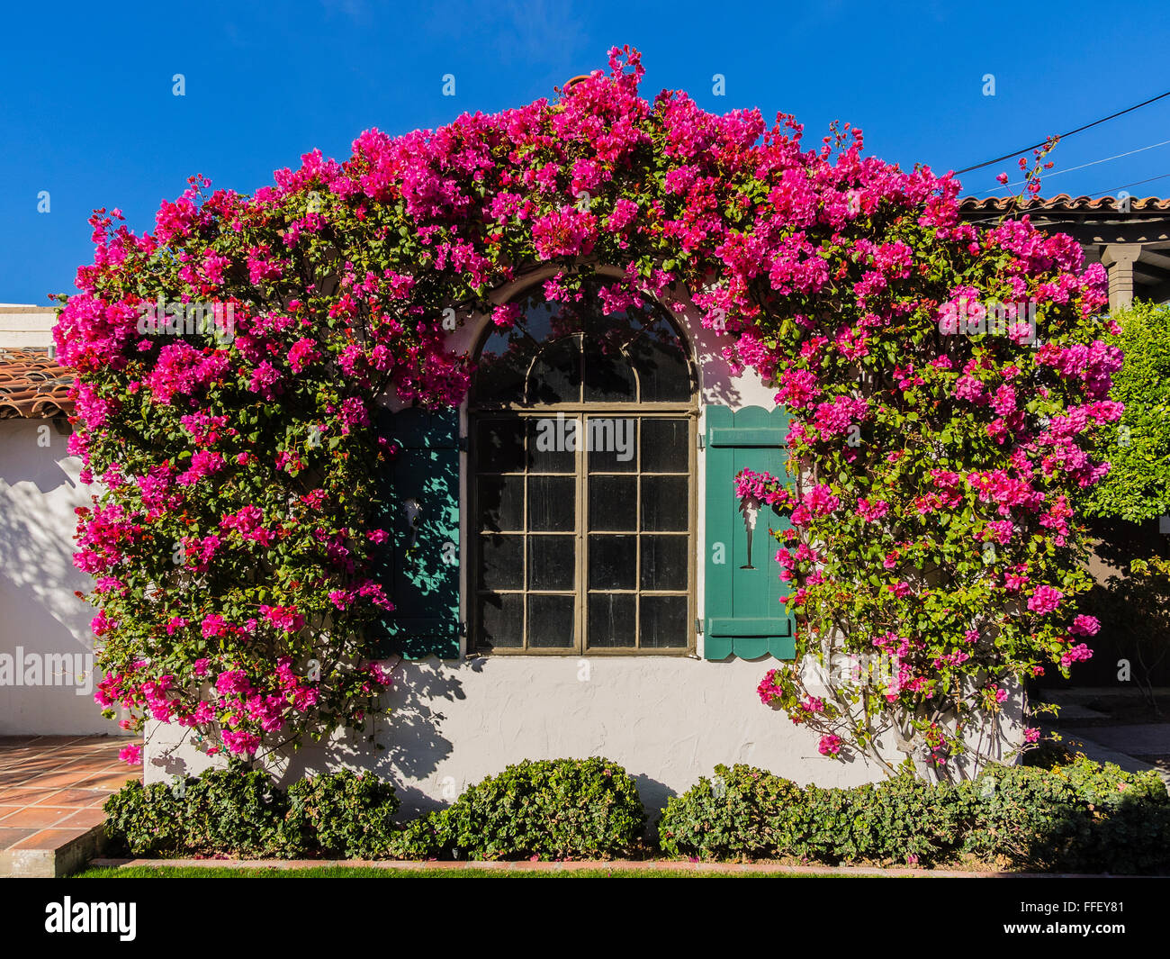 Bougainvillea-Blüten bilden einen Bogen über ein Fenster eines alten Adobe-Stil-Stuck-Hauses im älteren Teil von Palm Springs, Kalifornien. Stockfoto