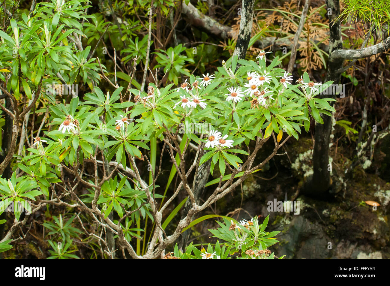 Olearia Macrodonta, Baum-Daisy Stockfoto